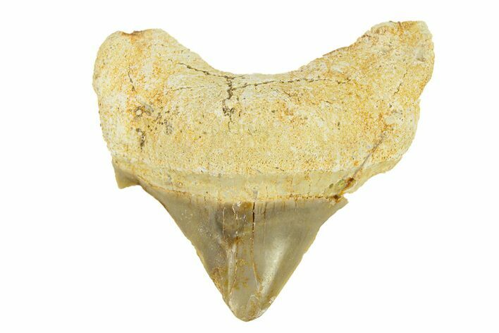 Pathological Otodus Shark Tooth - Morocco #289613